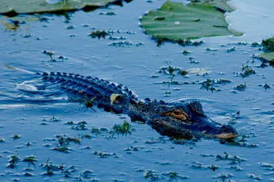 Photo of American alligator swimming in Lake Hatch