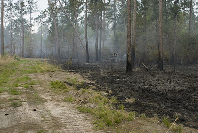 Photo of a fire break along the edge of a prescribed fire area