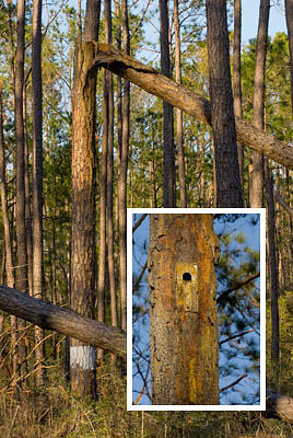 Photo of damage to a red cockaded woodpecker (RCW) nesting tree and a new, replacement RCW next box
