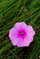 Photo of a pinkish purple saltmarsh morning glory flower amid the marsh grass