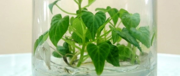 Development of Salt Tolerant Sweet Potato (Ipomoea batatas (L.) Lam.) through Tissue Culture