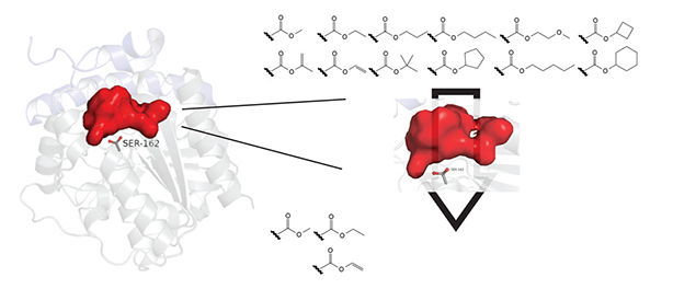 Structural Basis for the Strict Substrate Selectivity of the Mycobacterial Hydrolase LipW 
