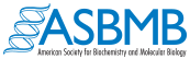 ASBMB Small Logo