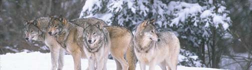 Four wolves. Photo by Corel Corporation, copyright