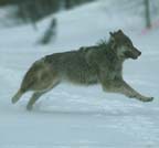 Wolf running in snow.  Photo by Corel Corp.