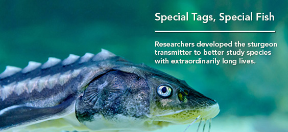 Special Tags for Special Fish