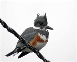 A Belted Kingfisher at C.J. Brown Dam and Reservior in Spingfield, OH