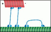 motor protein, called KlpA walking scaled