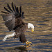 Le Claire Eagle by w4nd3rl0st (InspiredinDesMoines)
