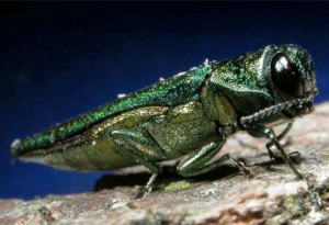 Emerald ash borer adult.  Photo: David Cappaert. www.forestryimages.org 