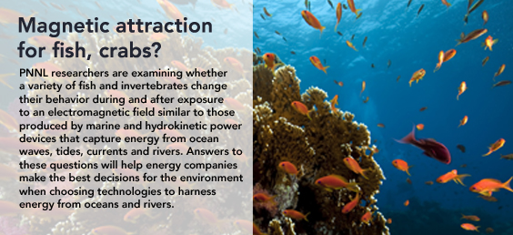 PNNL researchers are examining whether a variety of fish and invertebrates change their behavior during and after exposure to an electromagnetic field