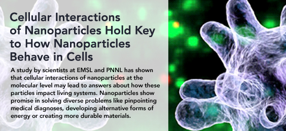 Cellular Interactions of Nanoparticles Hold Key to How Nanoparticles Behave in Cells