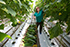 A farm worker collects cucumbers in a greenhouse in Russia. Mac Callaham, a research ecologist at the USDA Forest Service, says William the Worm likely met its fate in a greenhouse scenario. Andrey Rudakov/Bloomberg via Getty Images