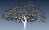 The Toomer's Oak Tree Intensity