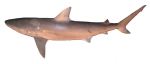 blacknose shark (Carcharhinus acronotus)