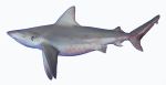 sandbar shark (Carcharhinus plumbeus)