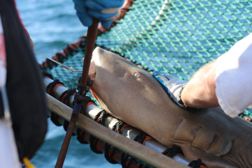 The hook is then quickly removed and the shark is back in the water within a couple minutes. Photo: Matt Ellis/NOAA Fisheries