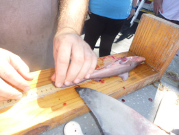 Adam Pollack, Fisheries Research Biologist, measures the pup's length in millimeters.