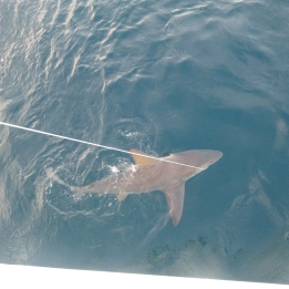 Recaptured sandbar shark