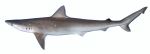 Atlantic sharpnose shark ( Rhizoprionodon terraenovae)