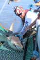 Trey quickly readies the shark for data collecting, tagging, and release.