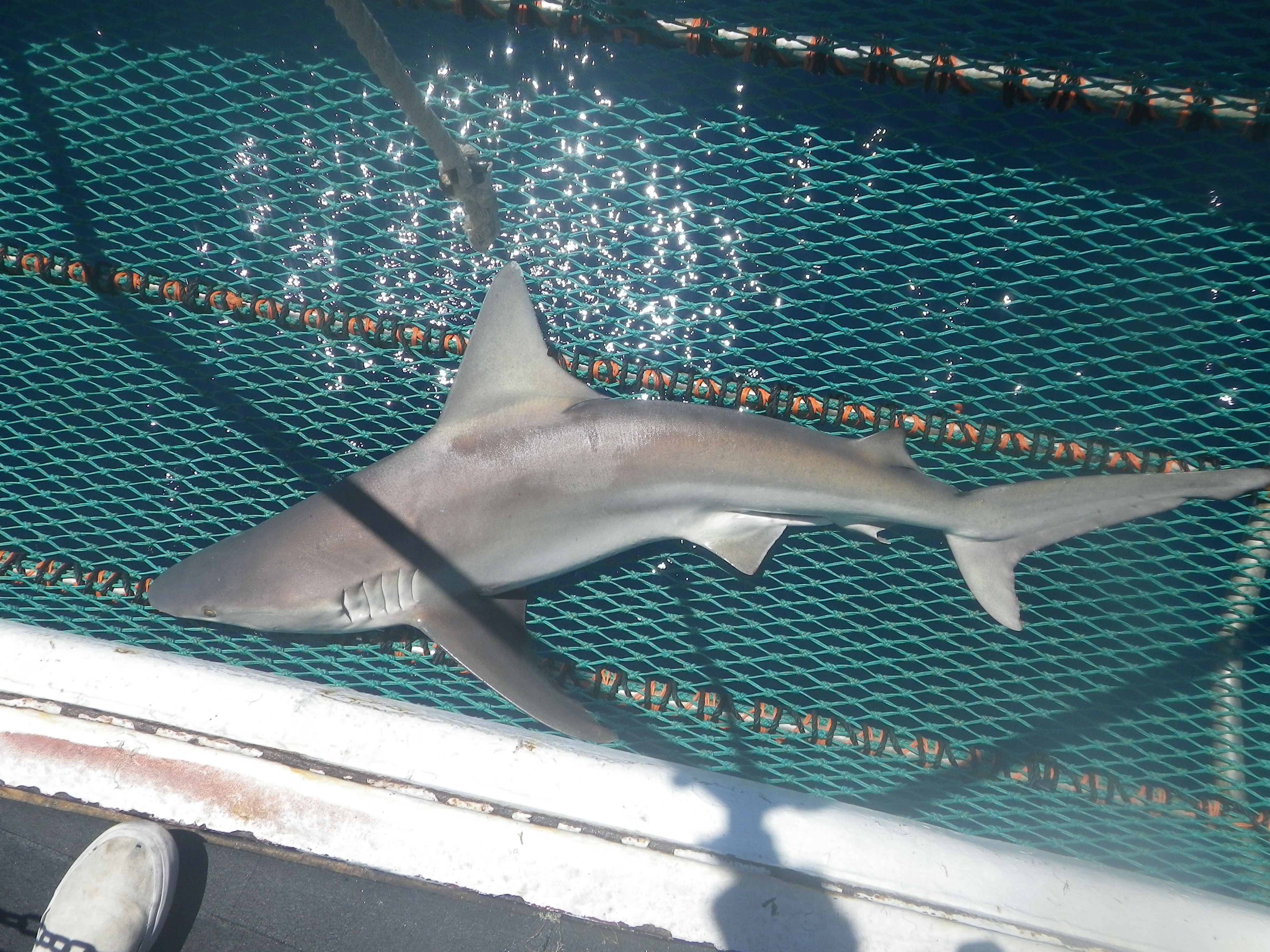 shark  NOAA Teacher at Sea Blog
