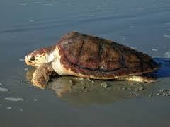 Loggerhead Turtle