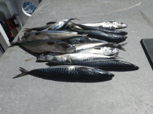 mackerel-bait-fish
