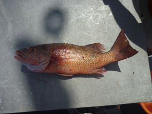 red-snapper