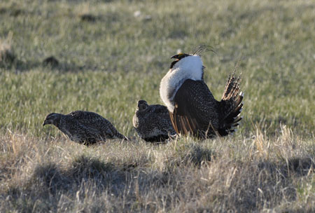 Bi-State Sage-grouse Jeanne Stafford / USFWS 