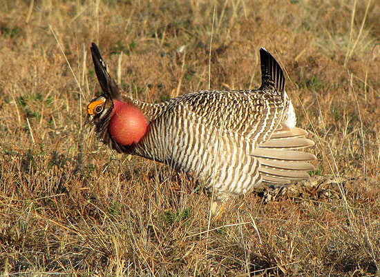 Lesser Prairie chicken