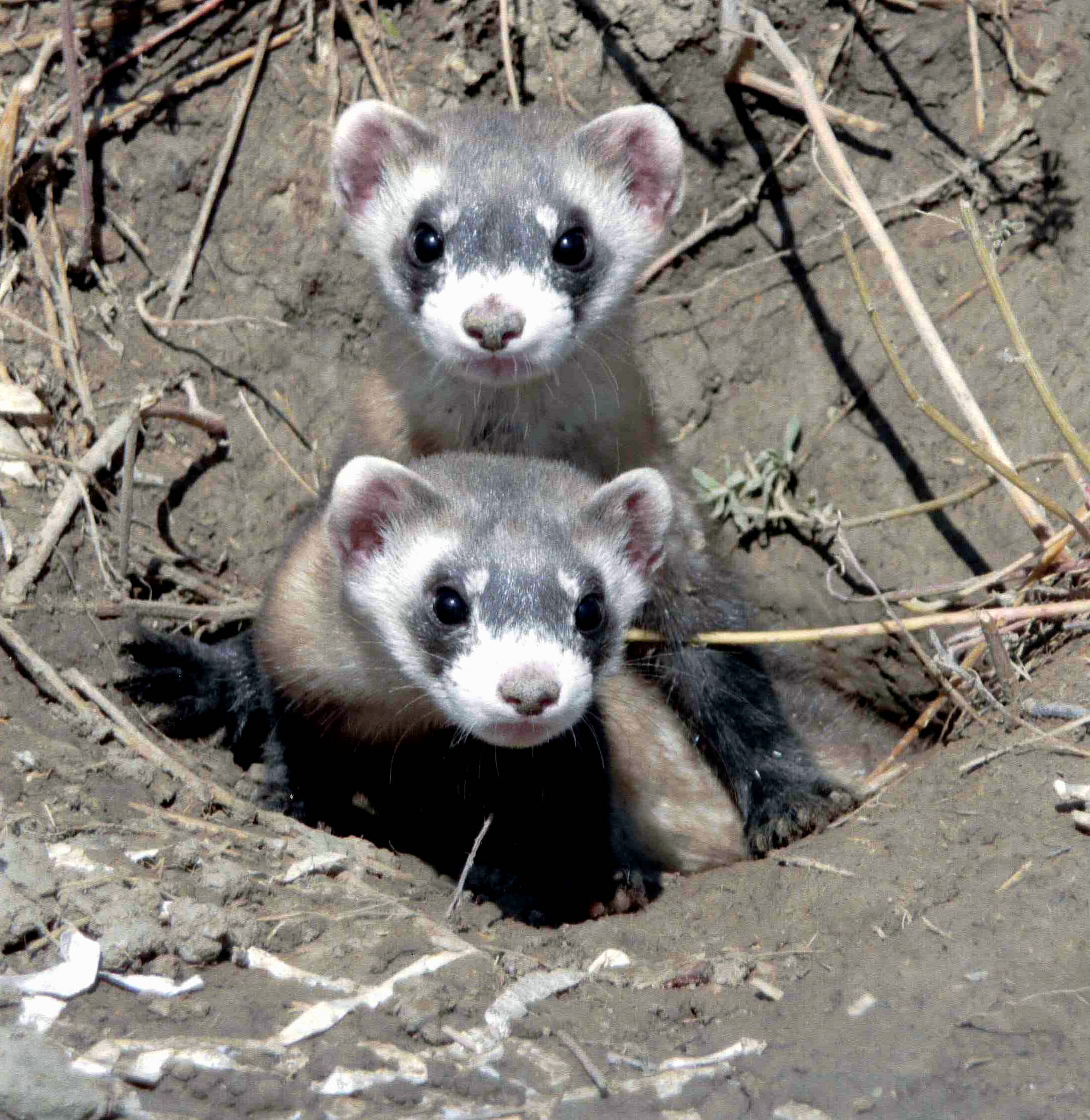 Black-footed Ferret kits, Credit: USFWS