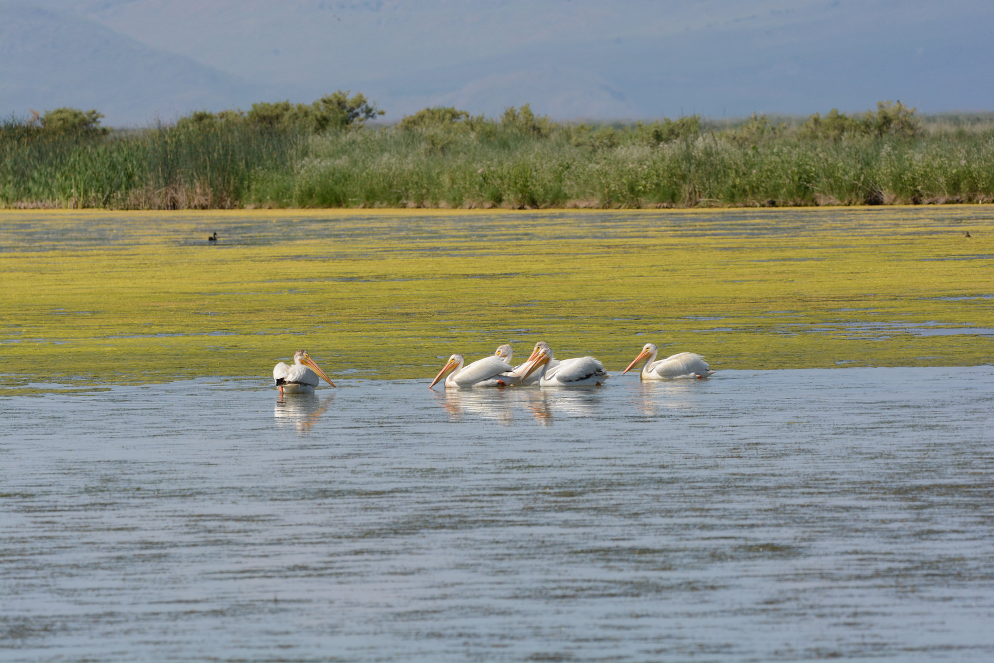 White Pelicans at Bear River Conservation Area Photo Credit: Brian Ferguson / USFWS