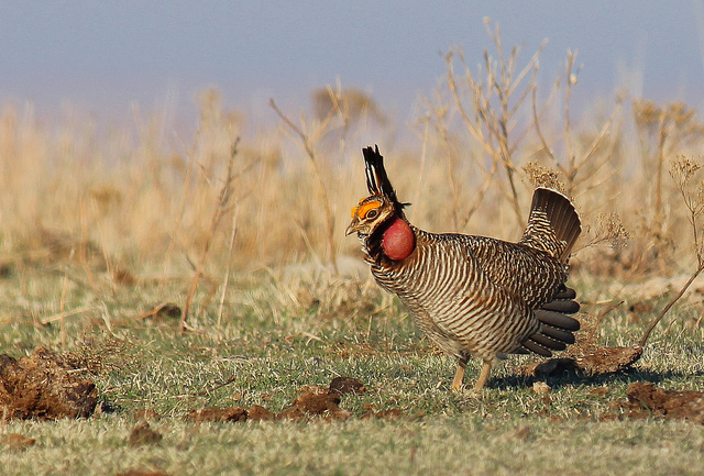 Credit: Greg Kramos / USFWS