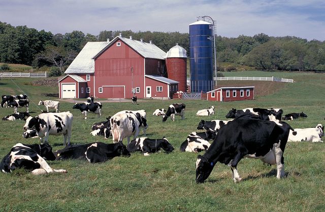 America’s dairy cows, putting milk, cheese, butter and yogurt on the table. (Photo courtesy of NRCS)