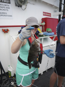 A black sea bass makes a guest appearance in one of the final hauls on the Oregon II's first leg.