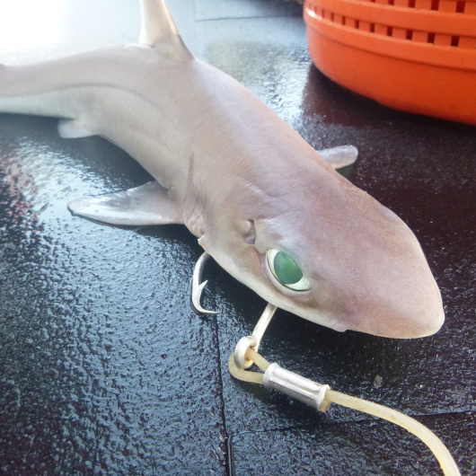 shark survey  NOAA Teacher at Sea Blog
