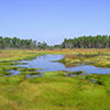 Grand Bay National Estuarine Research Reserve