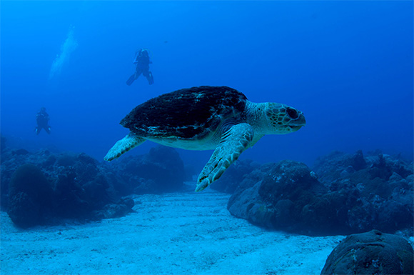 Sea turtles swimming in the ocean with two diver in the background.