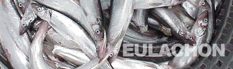 eulachon