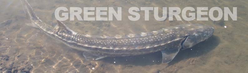 green_sturgeon_MattManuel_DWR.jpg