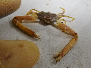 White Elbow Crab (Leiolambrus nitidus)