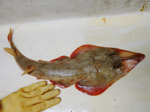 Atlantic Guitarfish (Rhinobatos lentiginosus)