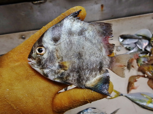 Atlantic Spadefish (Chaetodipertus faber)