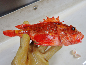 Barbfish (Scorpaena brasiliensis)