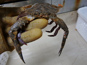 Blotched Swimming Crab (Portunas spinimanus)