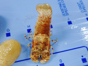 A Chace Slipper Lobster (Scyllarus chacei), doing handstand pushups