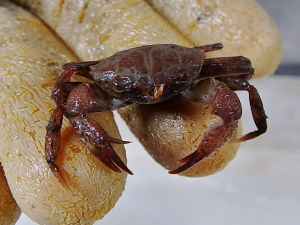 Craggy Bathyal Crab (Euphrosynoplax clausa)