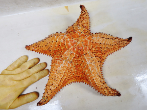 Cushion Sea Star (Oreaster grandis)