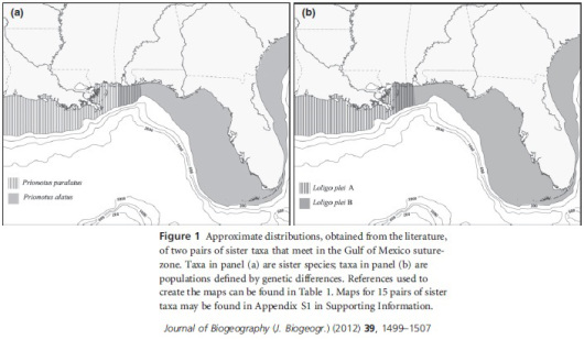 Distributions of sister taxa within the northern Gulf of Mexico